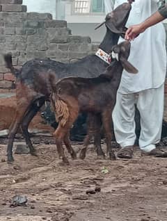 Nagra Bakri Sath Male Bacha