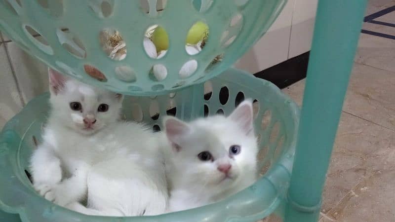 Persian male/female kitten & adult 3