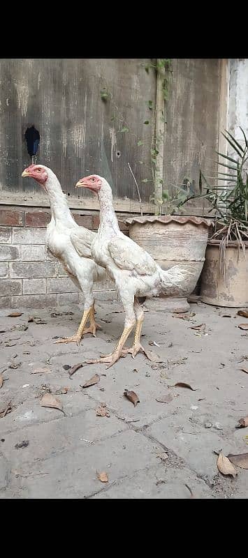 white o shamo pair or black o shamo chicks pair. 0