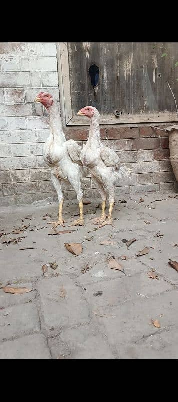 white o shamo pair or black o shamo chicks pair. 1