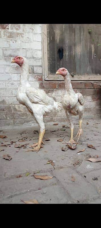 white o shamo pair or black o shamo chicks pair. 3