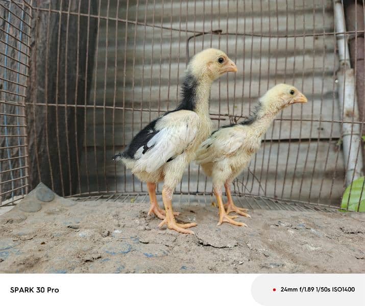 white o shamo pair or black o shamo chicks pair. 5