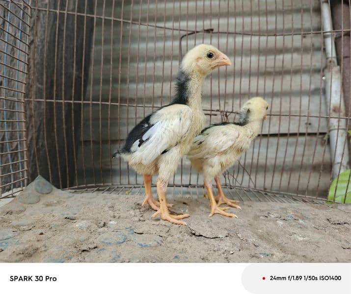 white o shamo pair or black o shamo chicks pair. 6