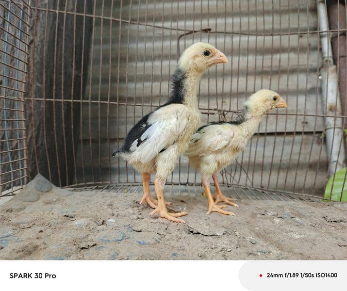 white o shamo pair or black o shamo chicks pair. 7