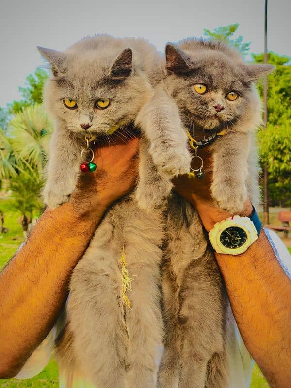 Persian triple coated punch face cat and kitten 19