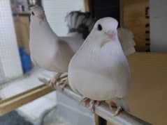 Pair of fantail pigeons us mai se 1 handtame hai with large cage