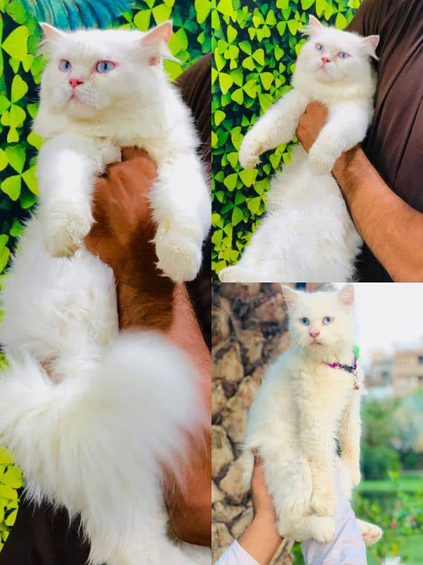 Persian triple coated punch face cat and kitten 10