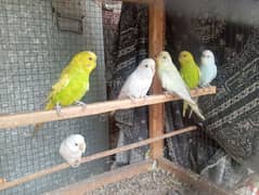 Budgies