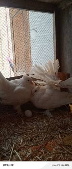 SINGAPOR FANTAIL PAIR