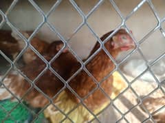 6 Lohmann Brown hen egg laying for sale