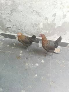 2 hens 6 months age 03029884120