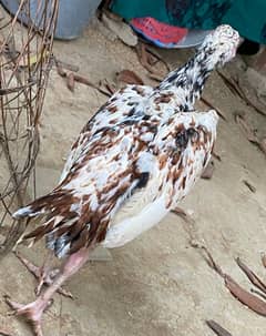 very beautiful 2 chickens