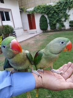 Kashmiri Pair For sale