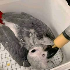 African grey parrot for sale my contact (0311-44-30-215) my WhatsApp