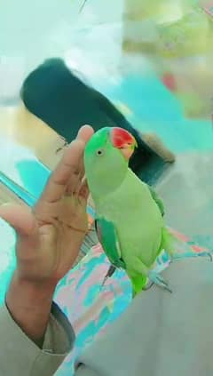 Raw Parrot talking ful handtam big size neat and clean parrot