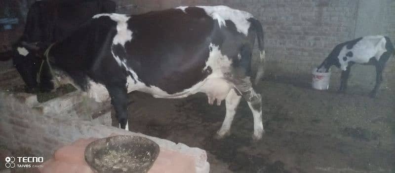 cholistani frezen cross cow for sale 0