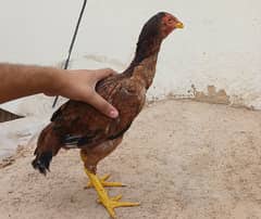 Aseel murga | murgi | Hens For Sale