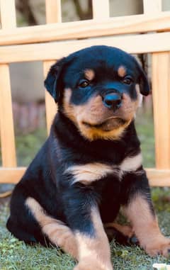 Rottweiler | Puppy | Dog for sale