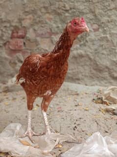 Pure Aseel Sindhi Hen For Sale