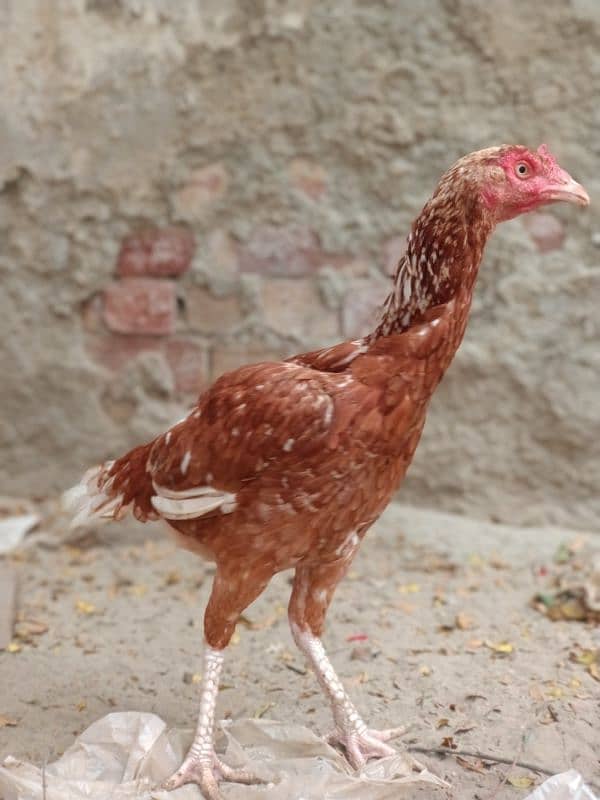 Pure Aseel Sindhi Hen For Sale 1