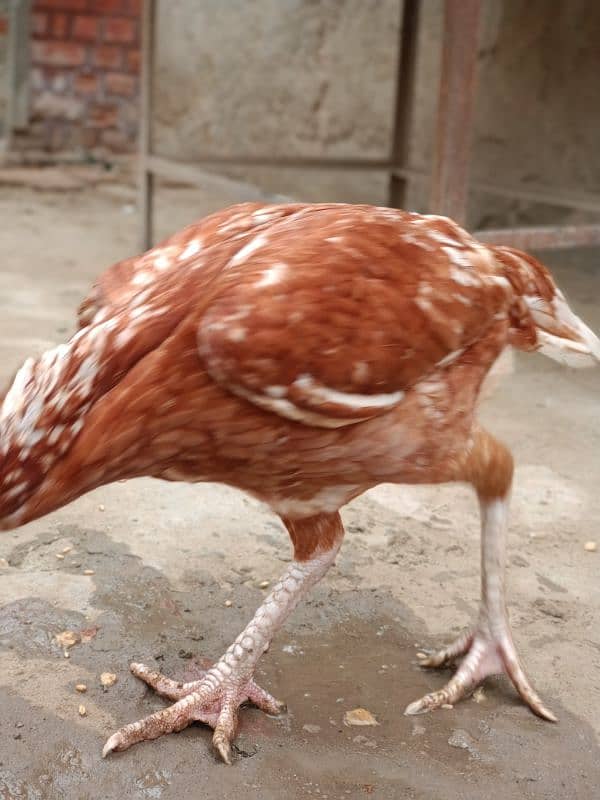 Pure Aseel Sindhi Hen For Sale 2