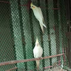 Coman white female urgent for sale