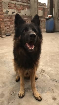 German shepherd Long cort male