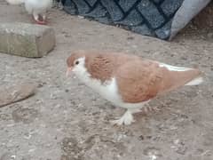 Laka breeder pairs , fancy pigeon, kabootar (03445783416)