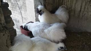 White Silkies Eggs