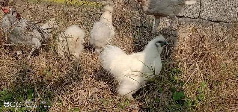 White Silkies Eggs 1