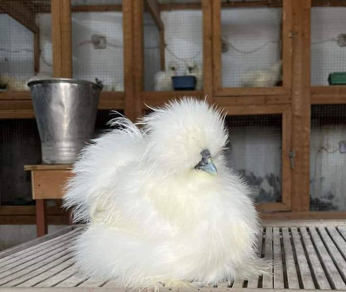 White Silkies Eggs 2