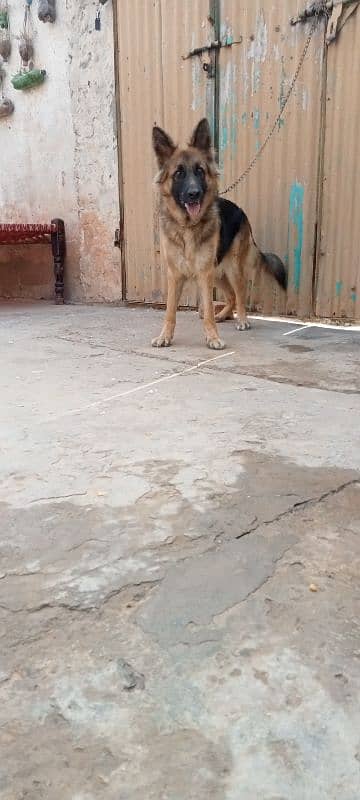 German shepherd female breeder available 3