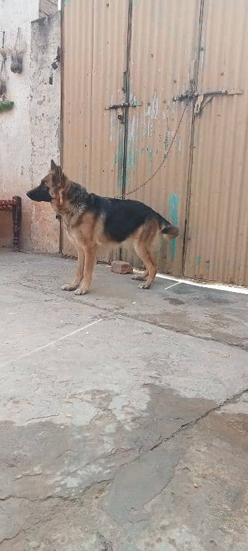 German shepherd female breeder available 4