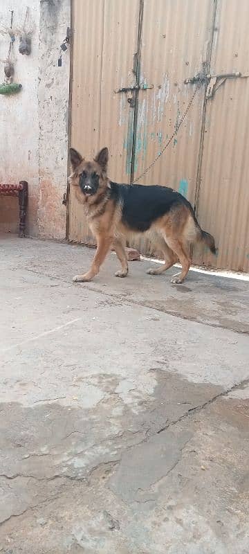 German shepherd female breeder available 5