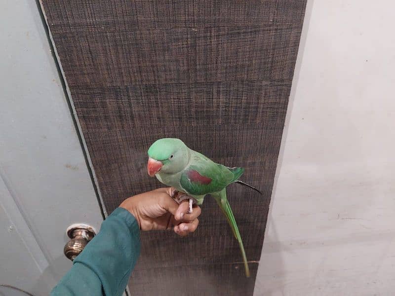 hand tam  Raw parrot 2