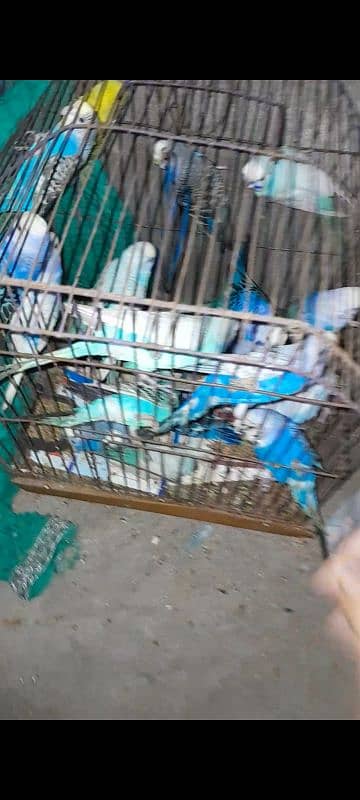 Australian parrots breeder pair. granty ka sath. 3