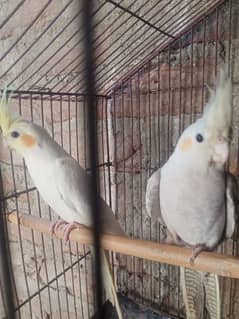 cockatiel 03123859981