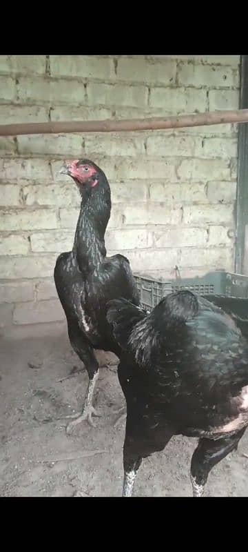 Pure /Bloodline /German /Shamo / Chick 03004312077 11