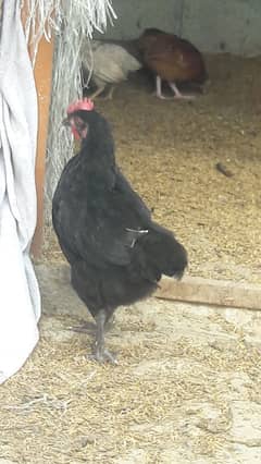 Hens / Desi / Murgian / Phaty Patian / Stater Hen / Chicken For Sale.