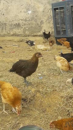 Hens / Desi / Murgian / Phaty Patian / Stater Hen / Chicken For Sale.