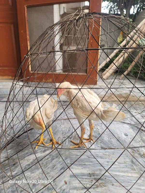 white o shamo ringbird chicks pair 1