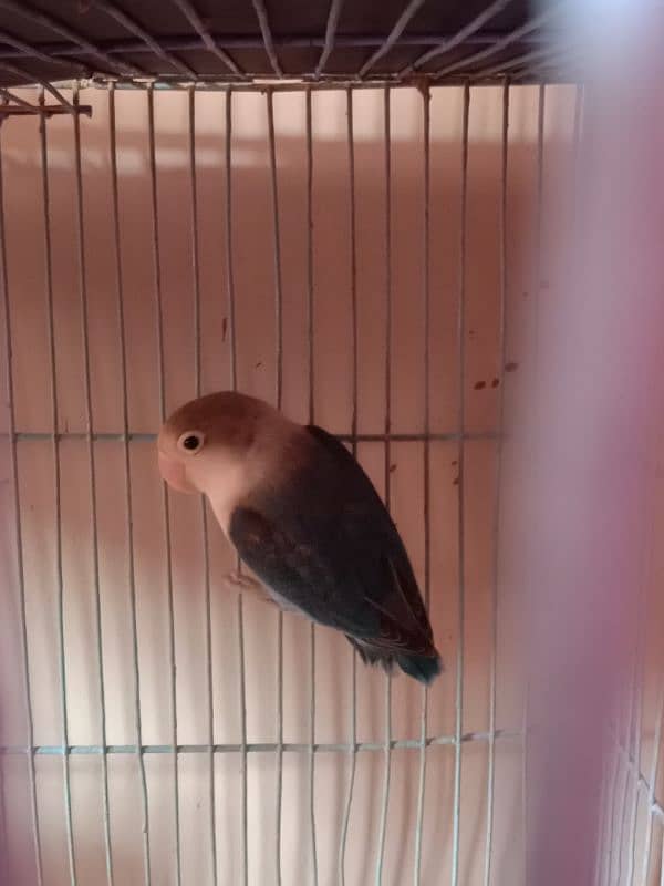 love birds breeder female for sale 0