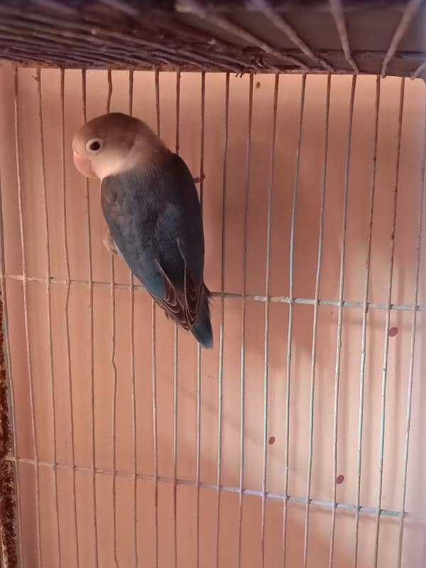 love birds breeder female for sale 1