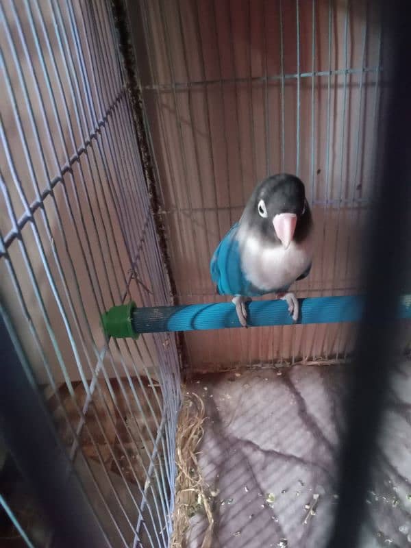 love birds breeder female for sale 2