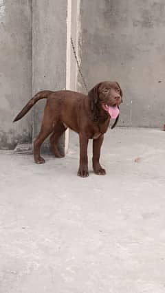 labra dog for sale