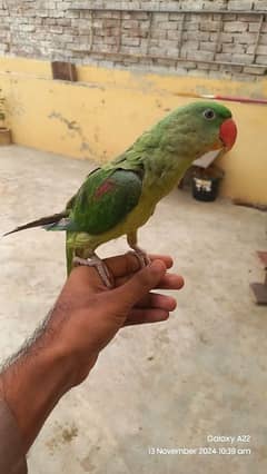 Kashmiri Raw parrot for sale