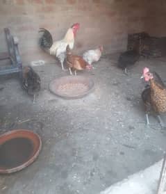 Desi hens for sale