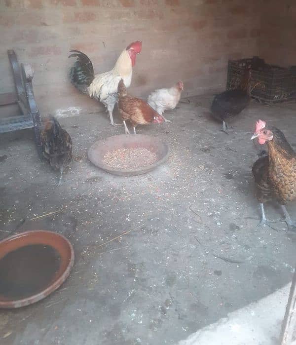 Desi hens for sale 0