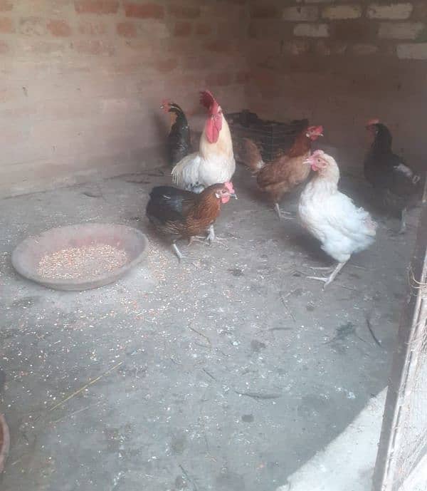 Desi hens for sale 1