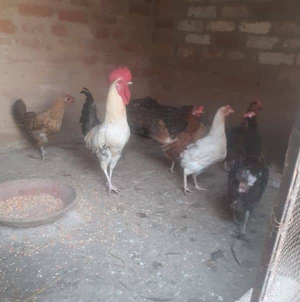 Desi hens for sale 2